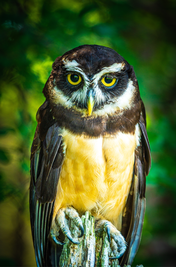 Dr. Spec the male Spectacled Owl