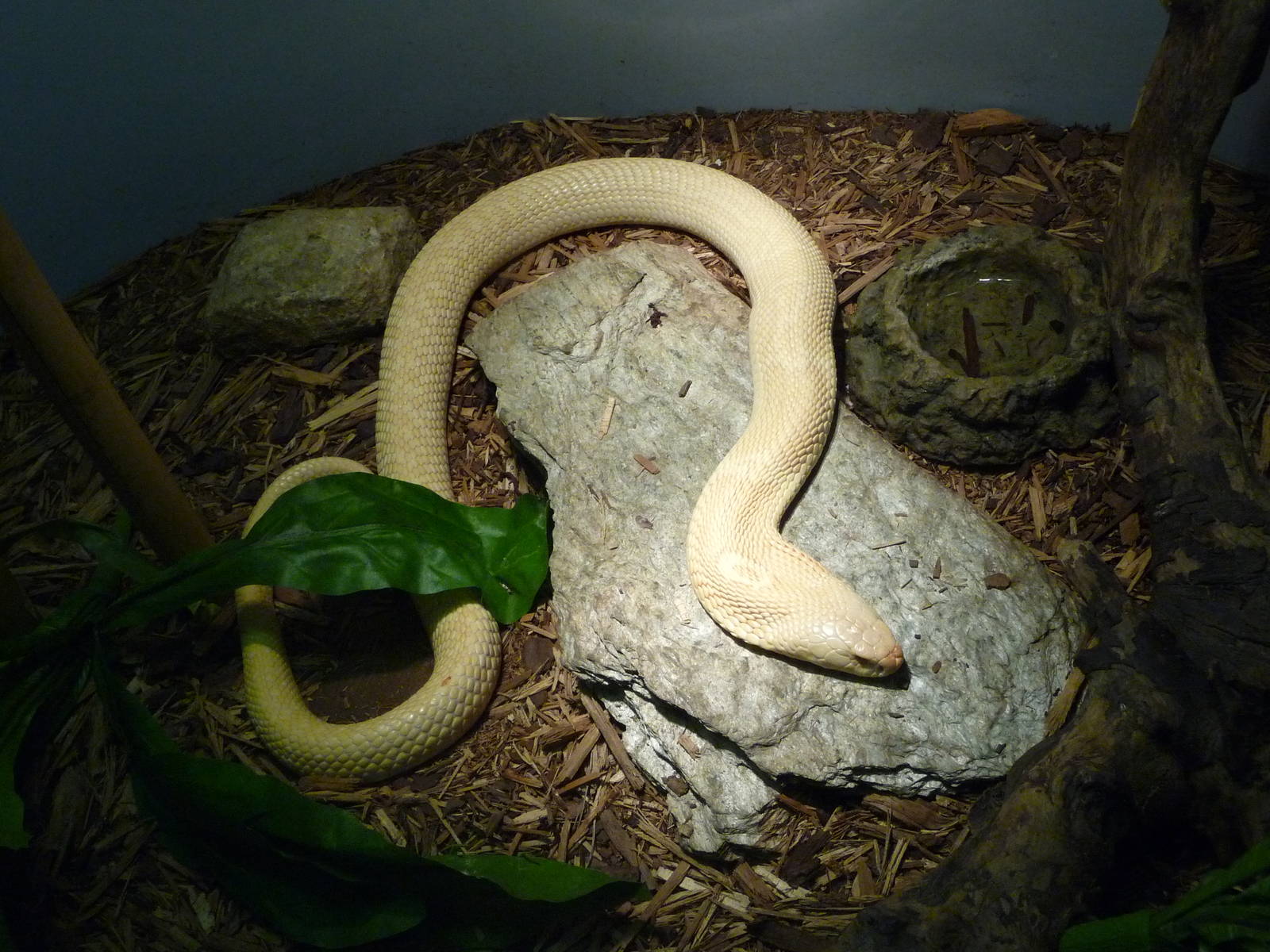 Dr. Wilde's World - Reptile Display