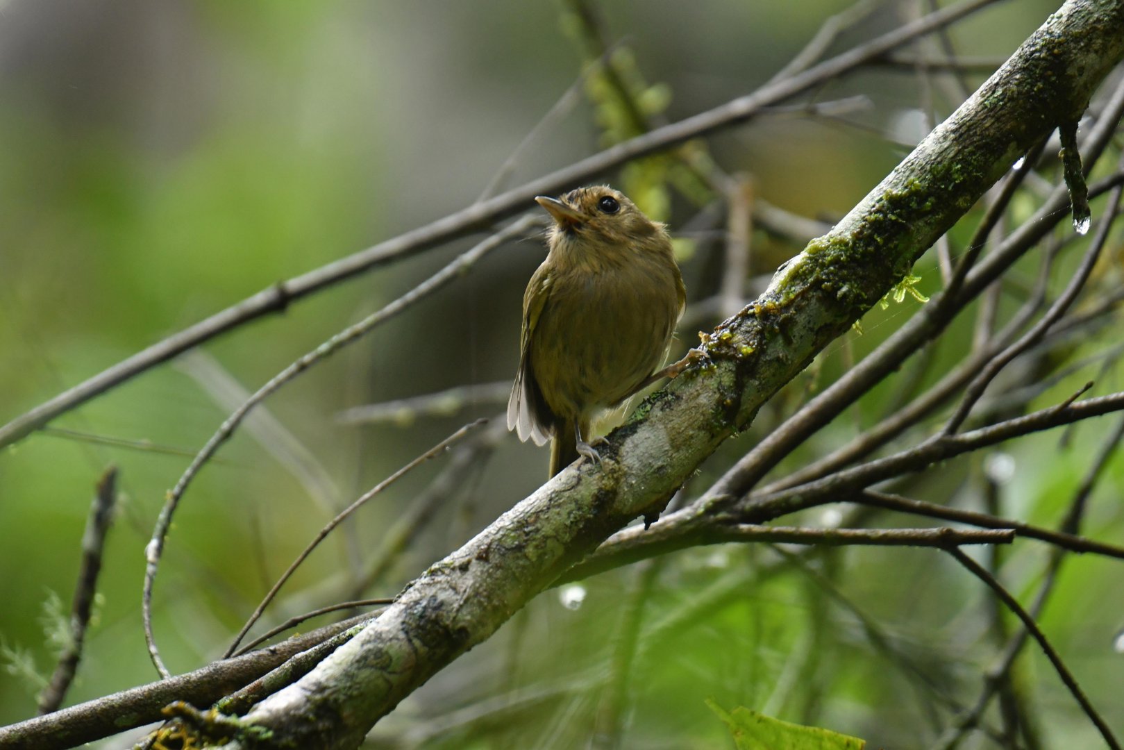 Drab-breasted Bamboo Tyrant (Hemitriccus diops)