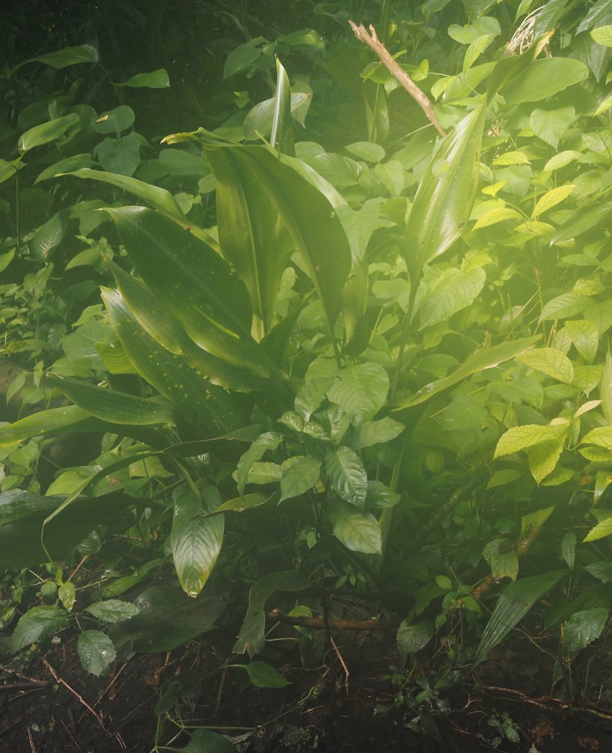 Dracaena bushii, 2025-05-17