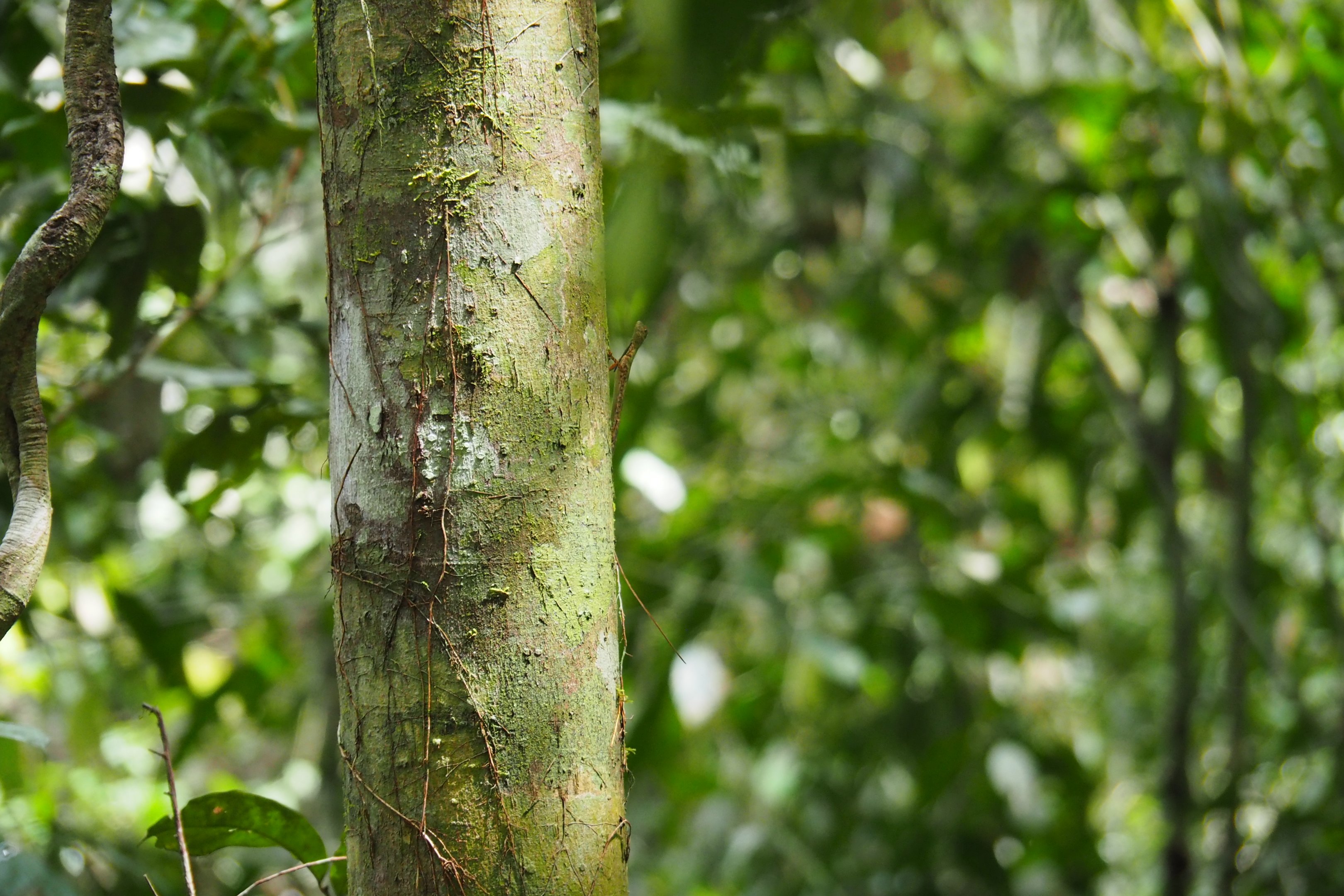 Draco Lizard - Danum Valley, Sabah, Borneo