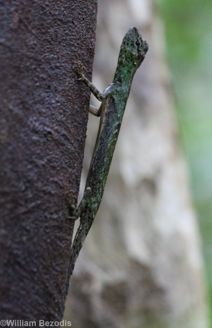 Draco sp. - Cat Tien