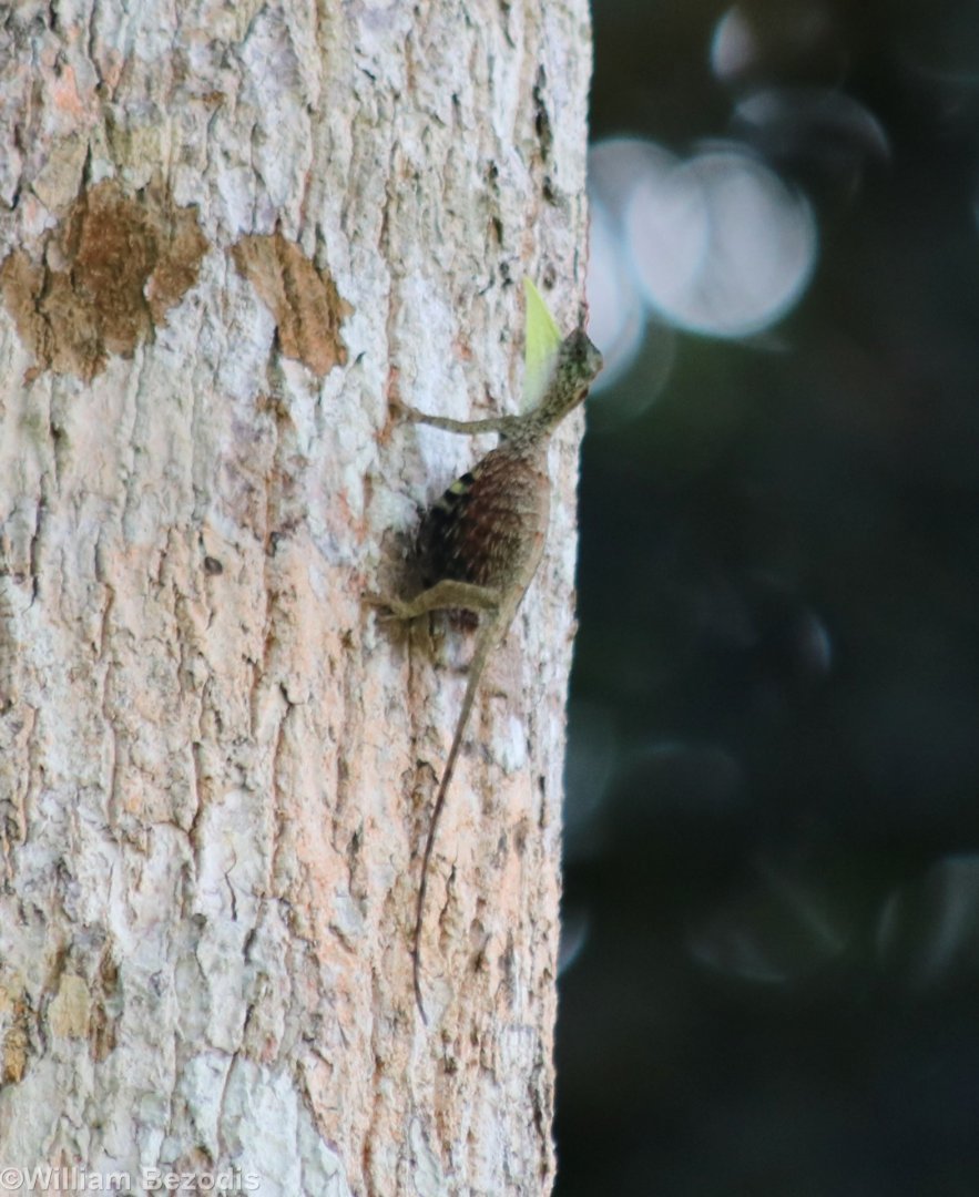 Draco sp. - Taman Negara