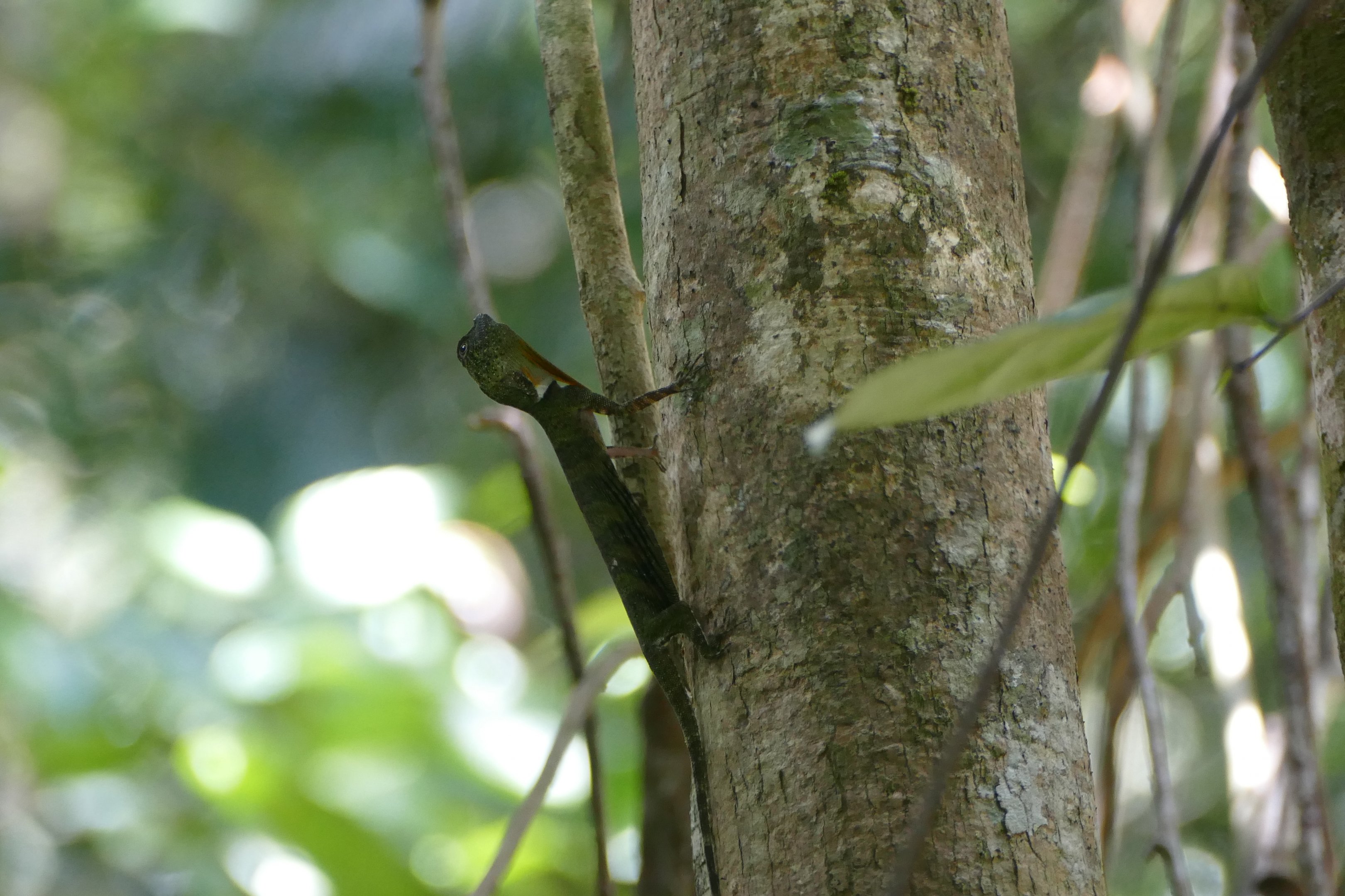 Draco Sp. - Taman Negara
