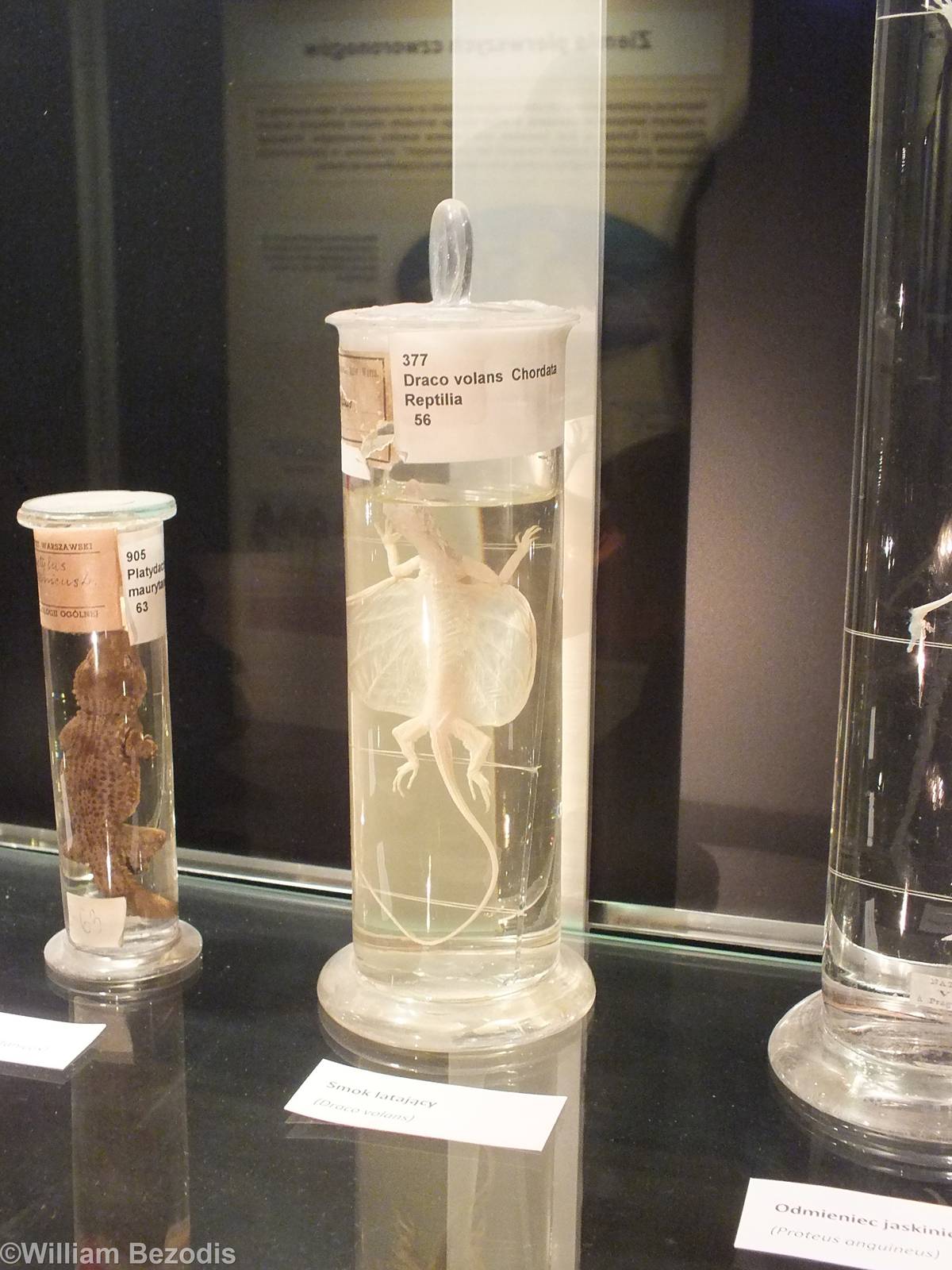 Draco volans - Warsaw Museum of Evolution