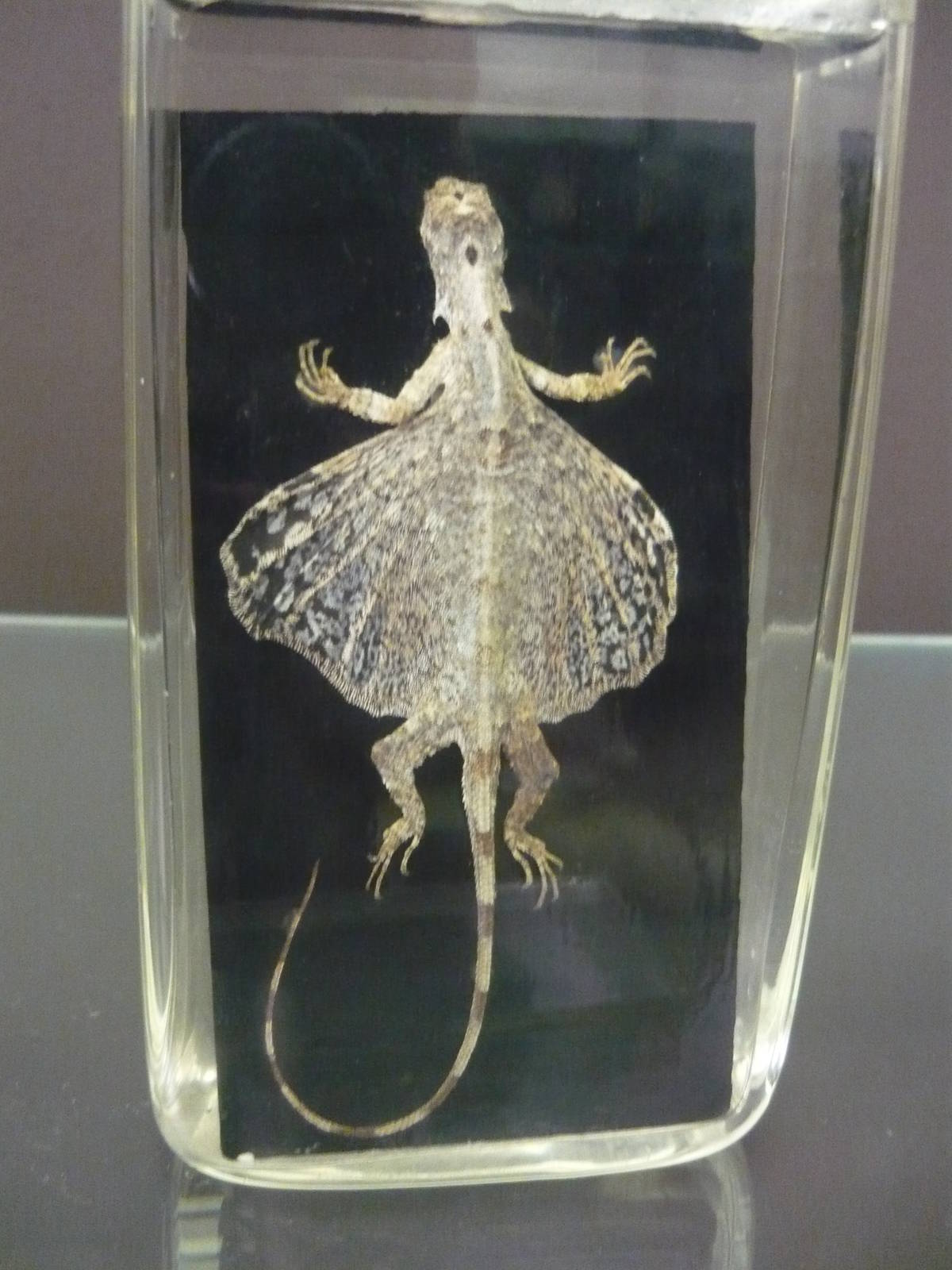 Draco volans wet specimen