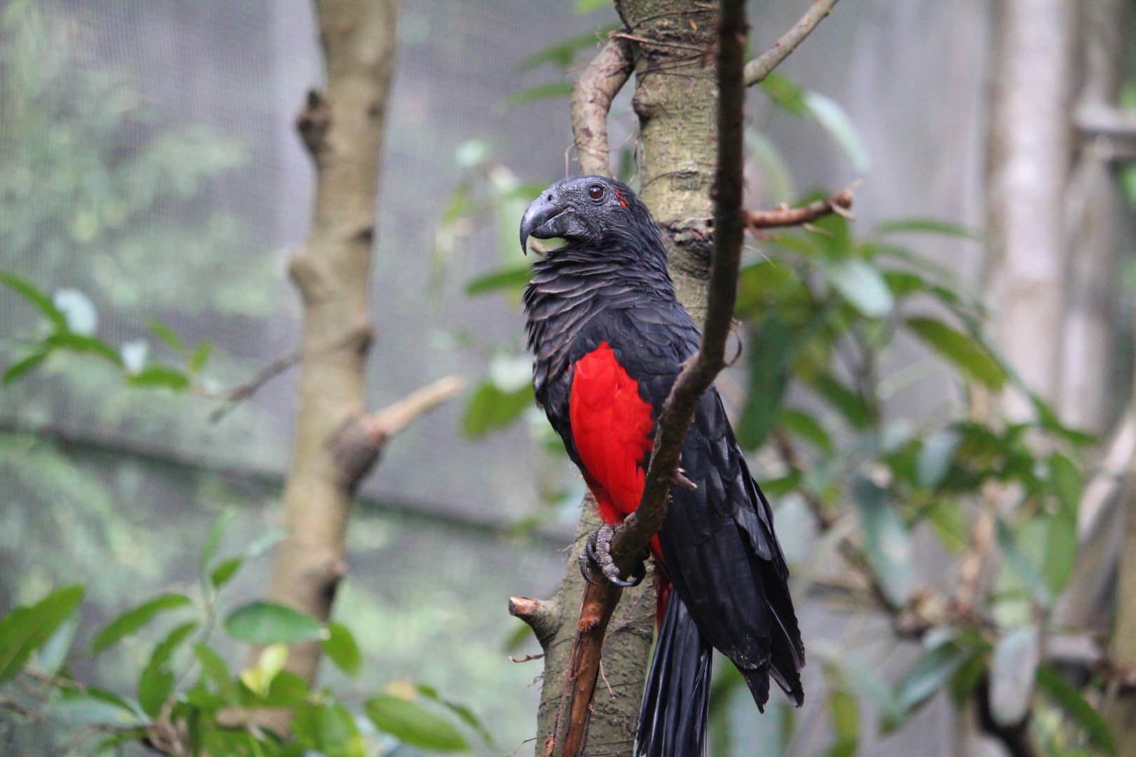 Dracula Parrot (Psittrichas fulgidus)