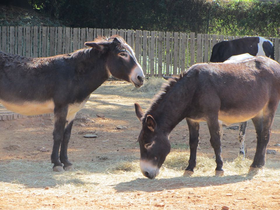 Draft Donkeys