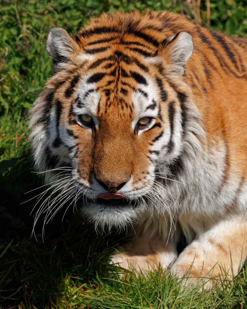 Dragan - Amur Tiger / 23-3-22 / Dartmoor Zoo
