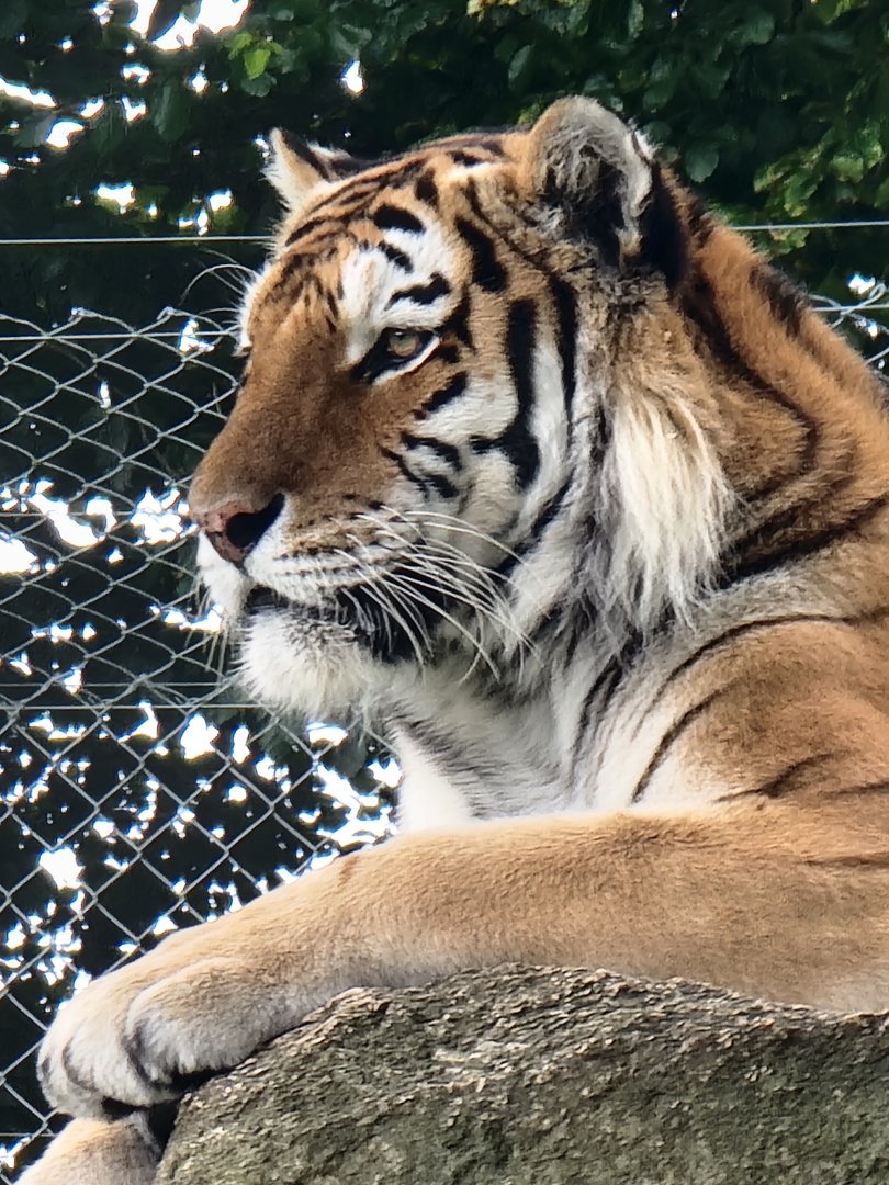 Dragan the Amur Tiger
