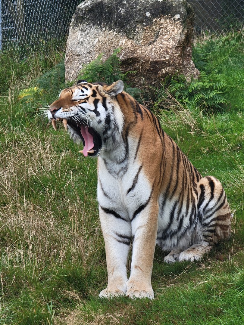 Dragan the Amur Tiger