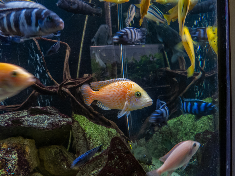 Dragon blood / Aulonocara sp.