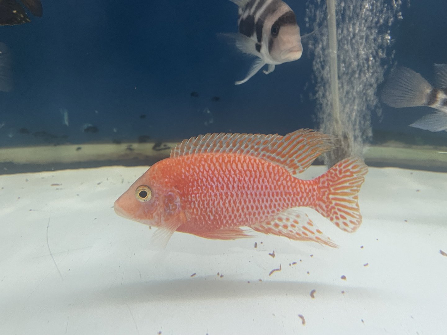 dragon blood cichlid (aulonocara sp.)