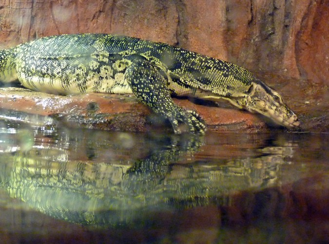 Dragon contemplating it's own reflection