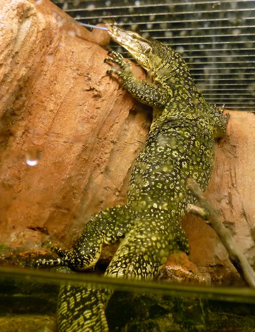 Dragon emerging from water