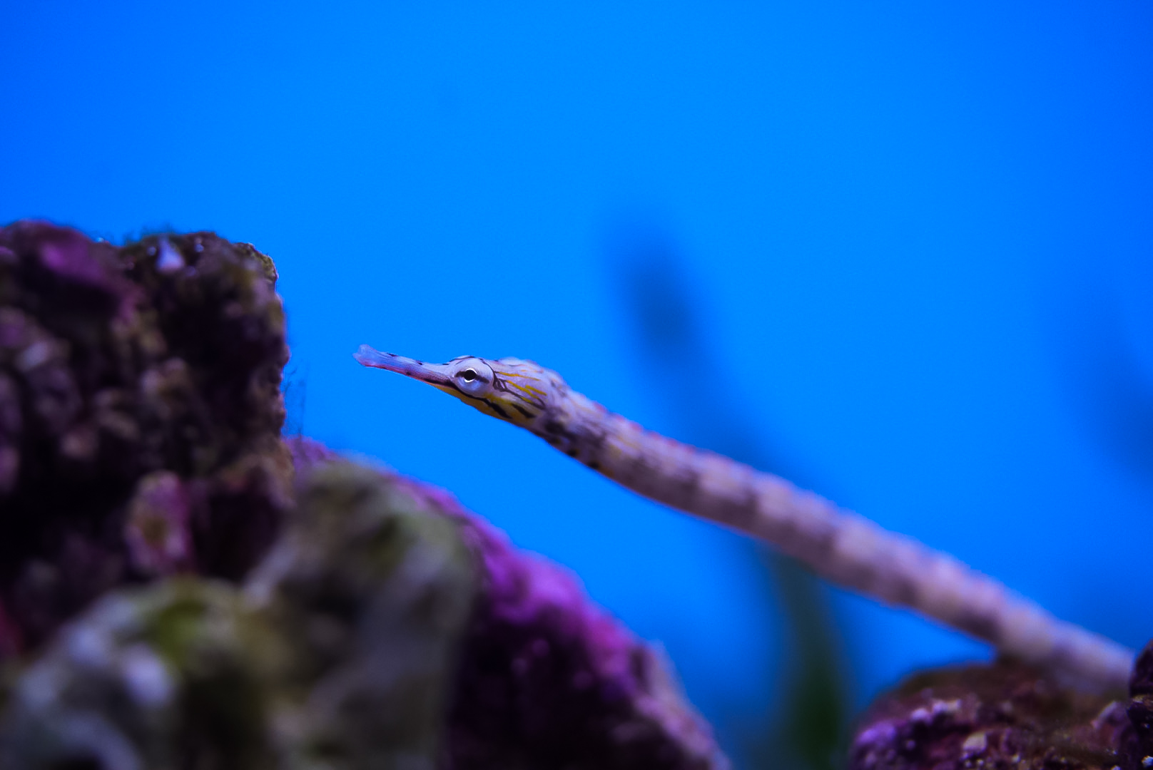 Dragon Face Pipefish