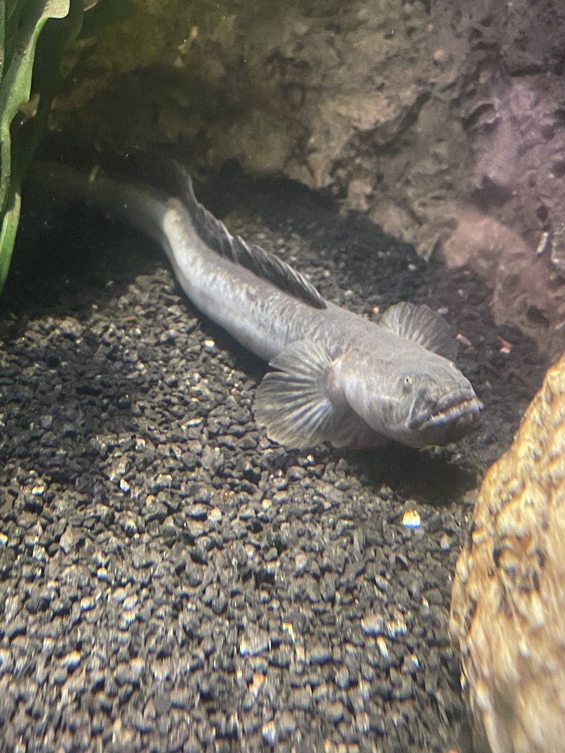 Dragon Goby (5/23/22)