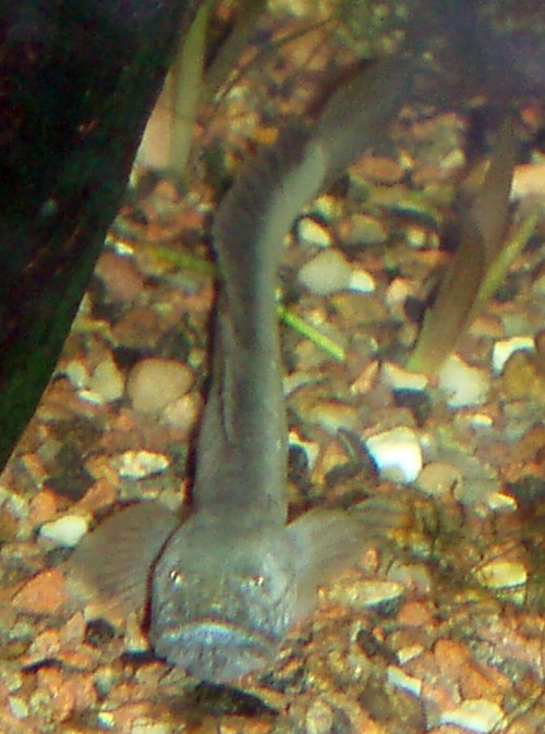 Dragon Goby (Gobioides broussonetii)