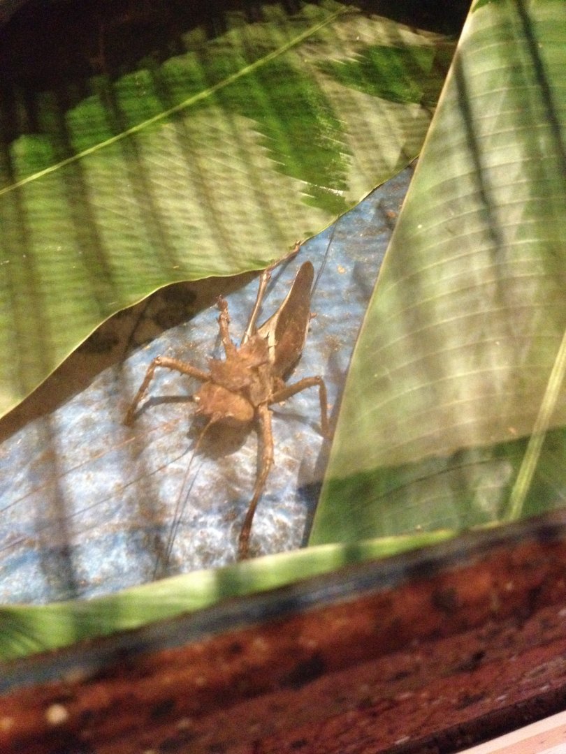 Dragon Head Grasshooper