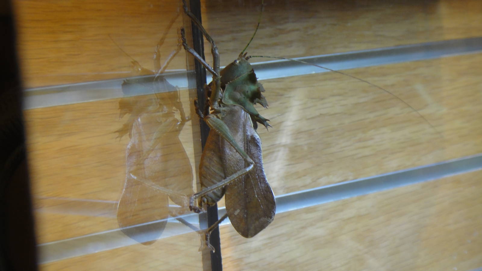 Dragon headed katydid at Museum of life and science 2015-1-31