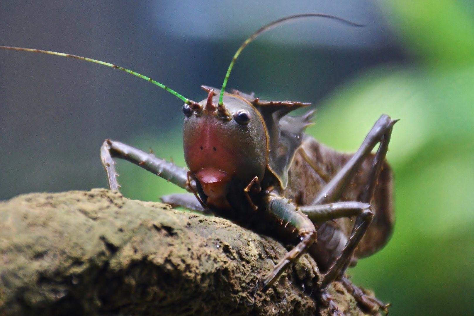 Dragon-headed Katydid (Eumegalodon blanchardi)