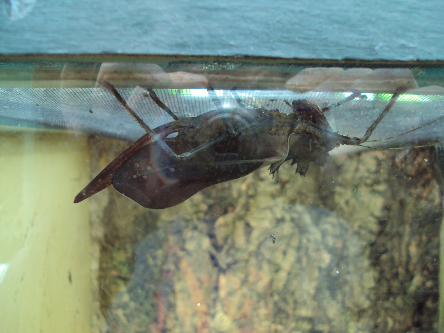 Dragon Headed Katydid (Eumegalodon sp) 28/05/2019