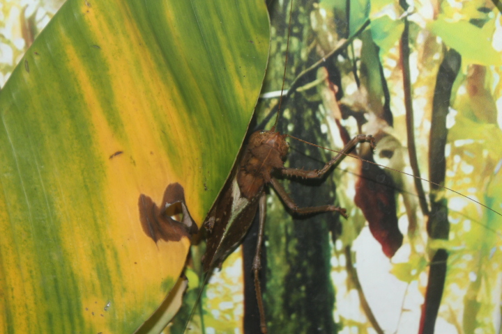 Dragon-headed katydid (Lesina intermedia) - Aviary Park