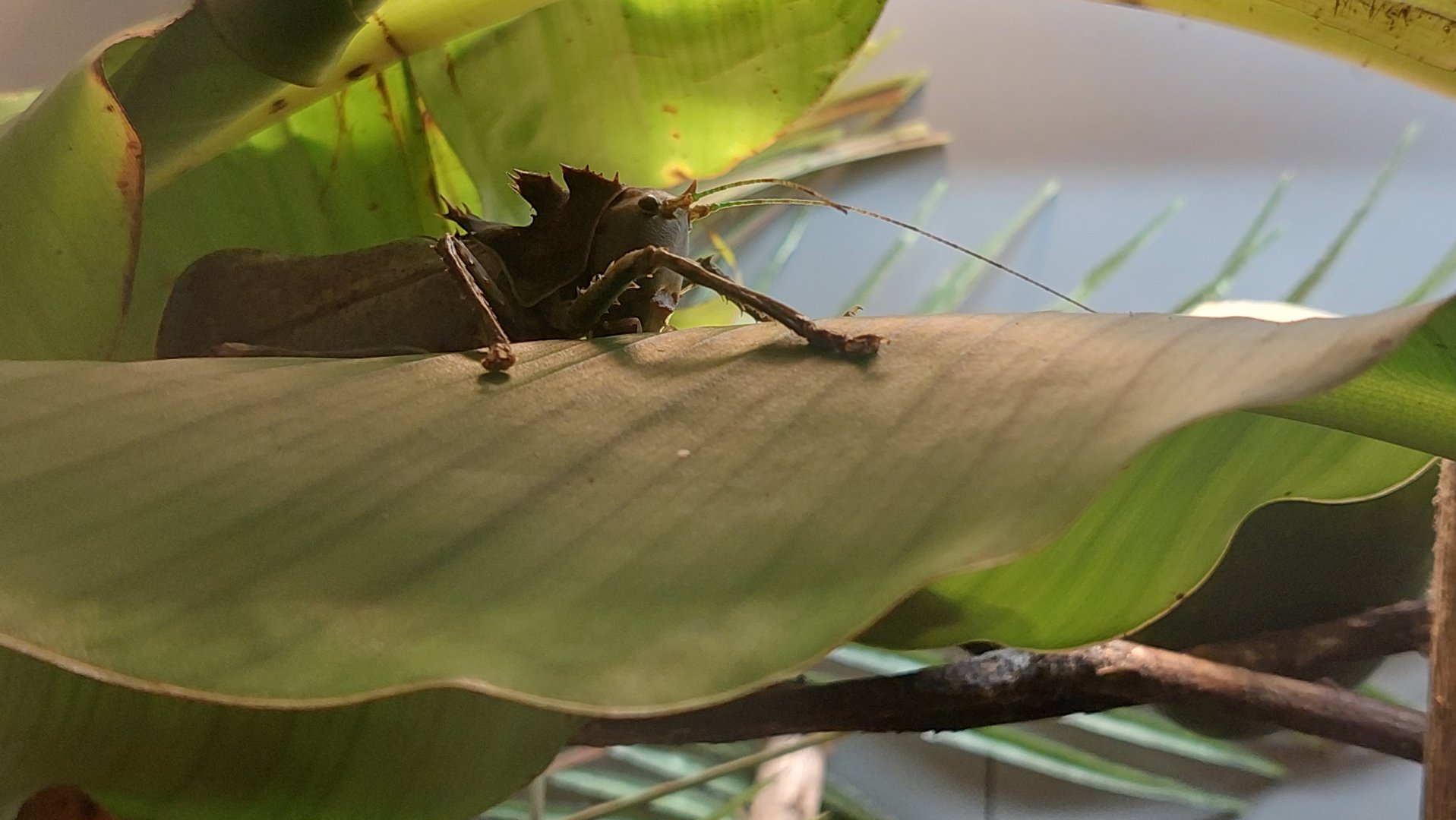 Dragon-headed katydid (Lesina intermedia)