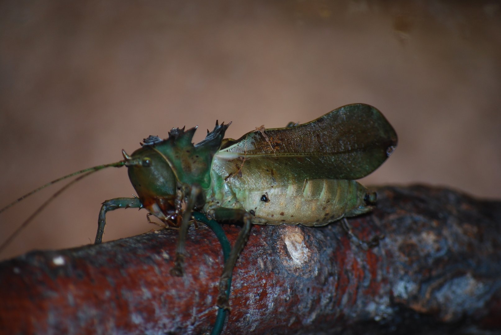 Dragon Headed Katydid