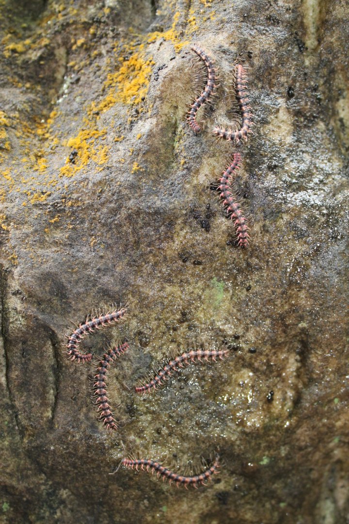 Dragon Millipedes (Desmoxytes sp?)