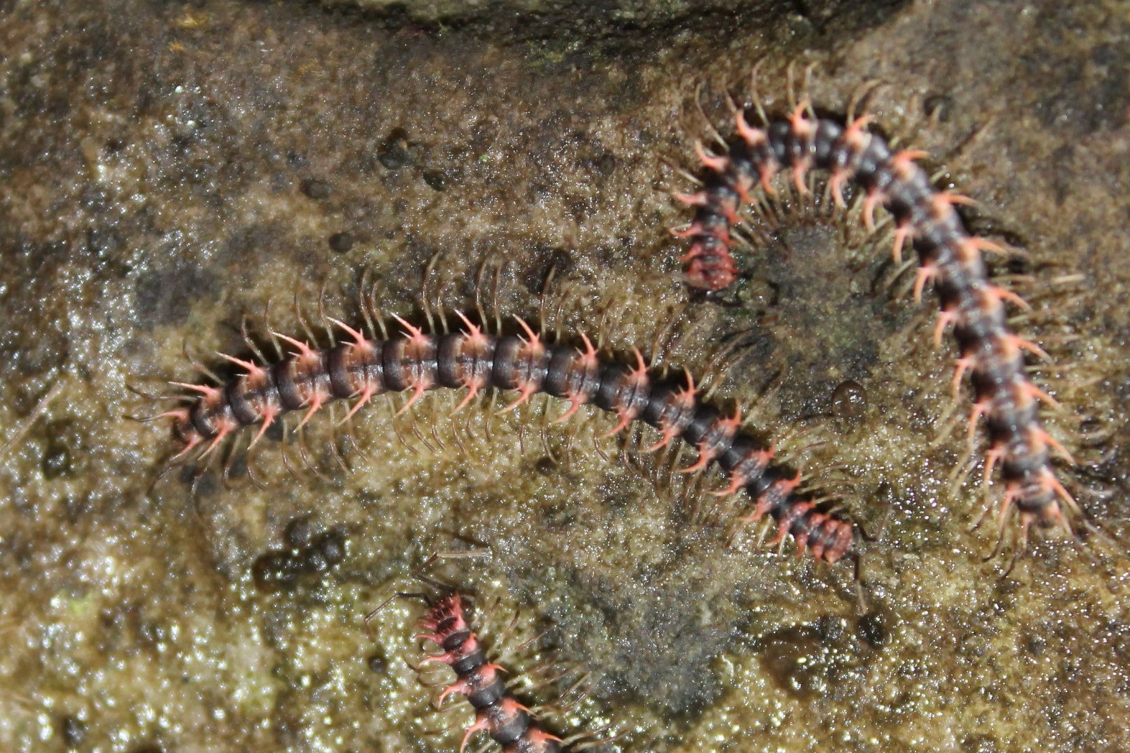 Dragon Millipedes (Desmoxytes sp?)