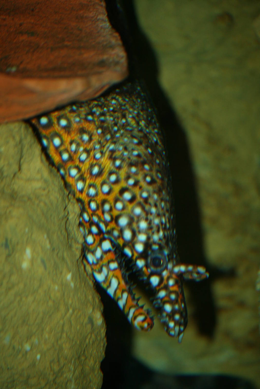 Dragon moray eel