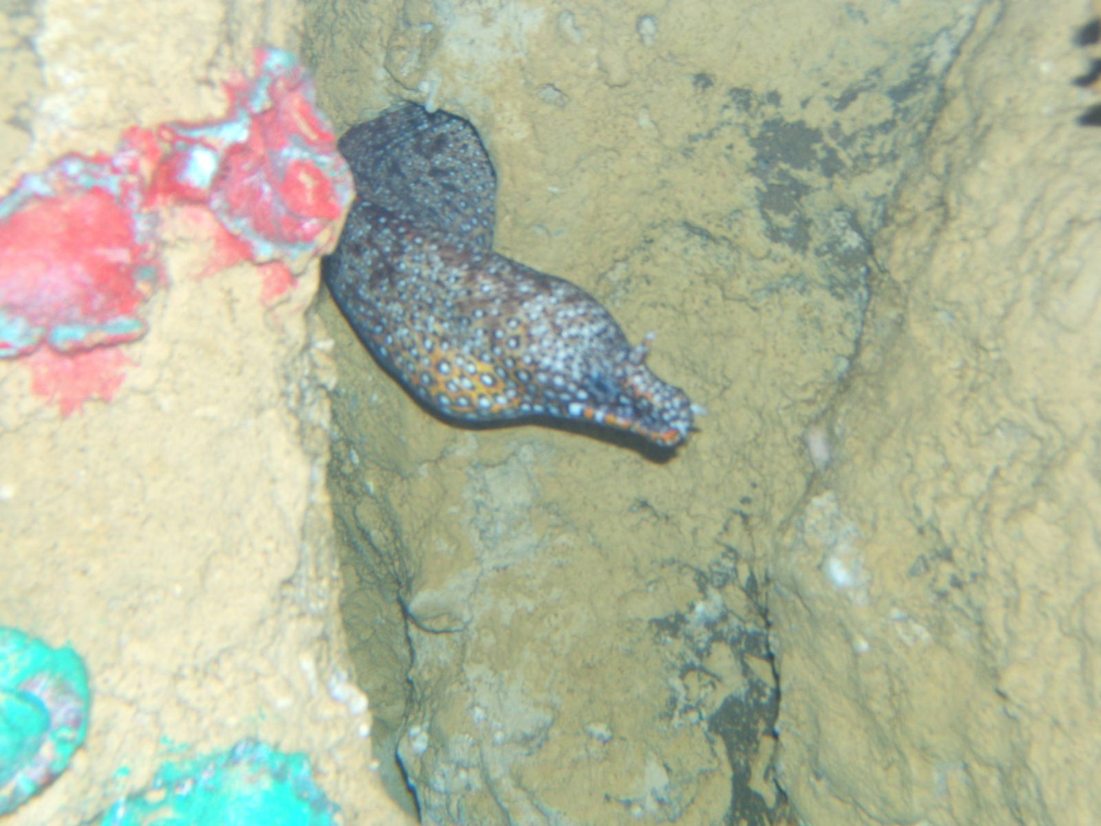 Dragon Moray Eel