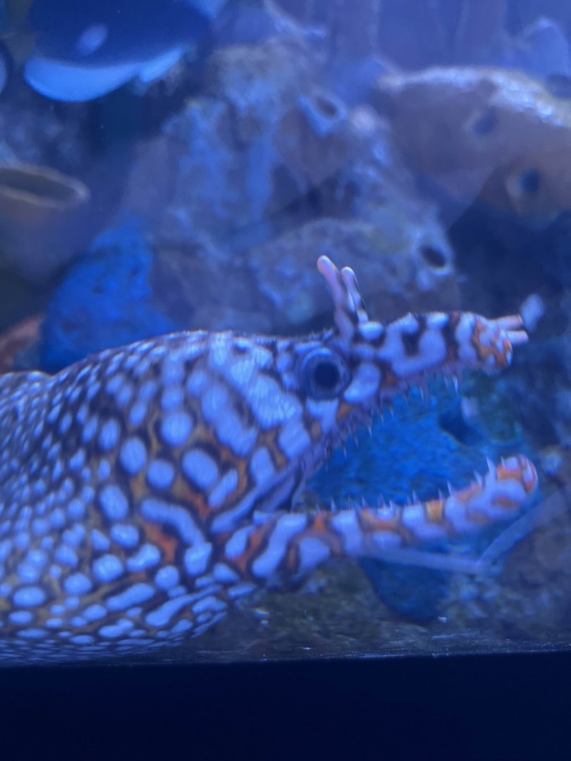 Dragon moray eel