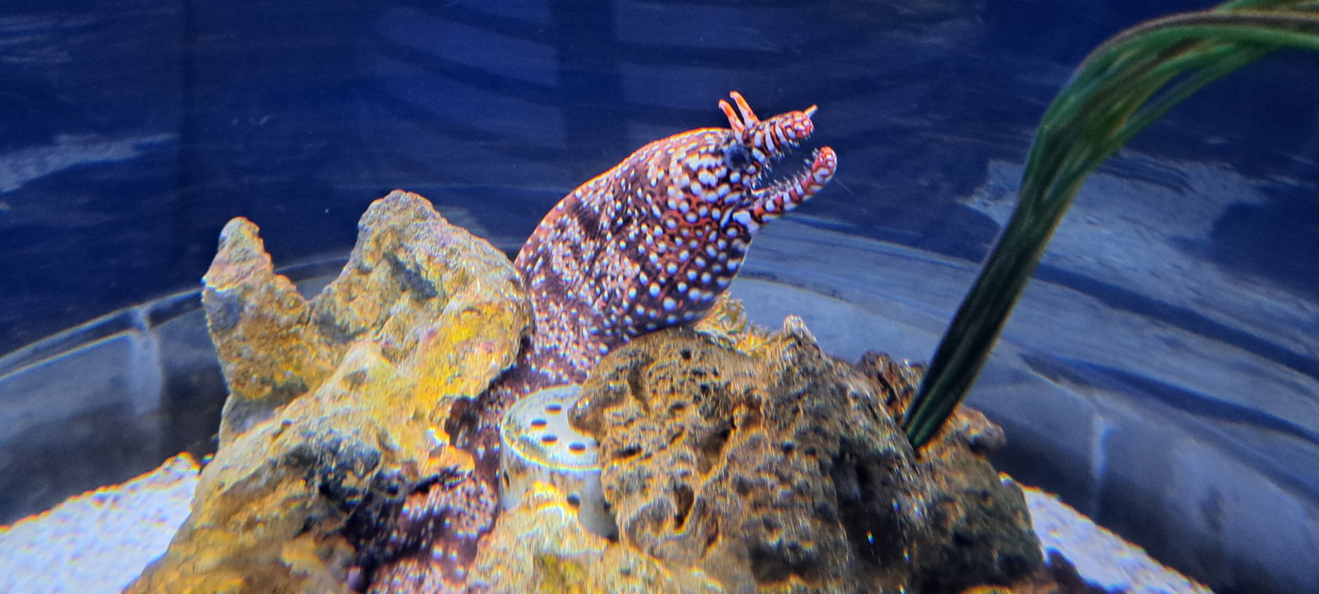 Dragon Moray Eel