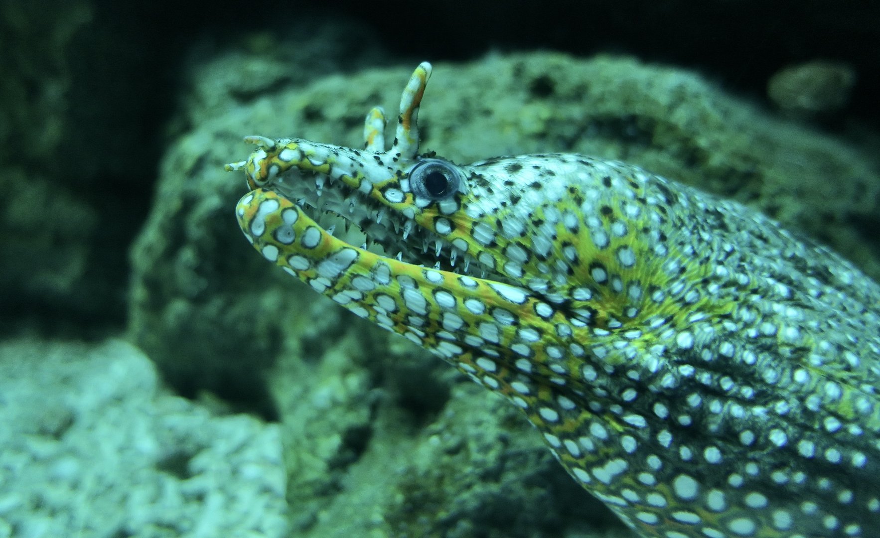 Dragon Moray (Enchelycore pardalis) - Xpark