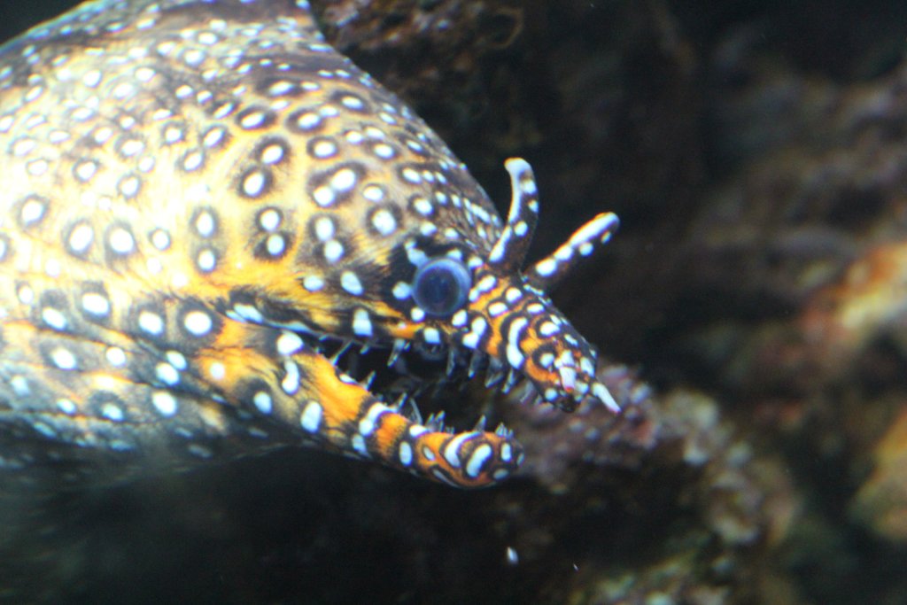 Dragon Moray (Enchelycore pardalis)