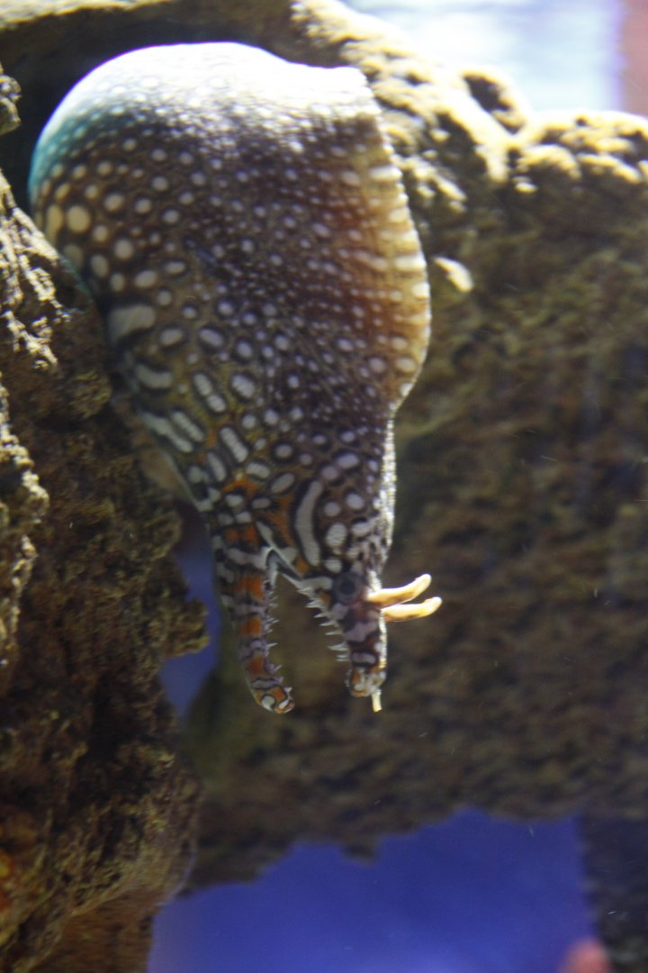 Dragon moray (Enchelycore pardalis)