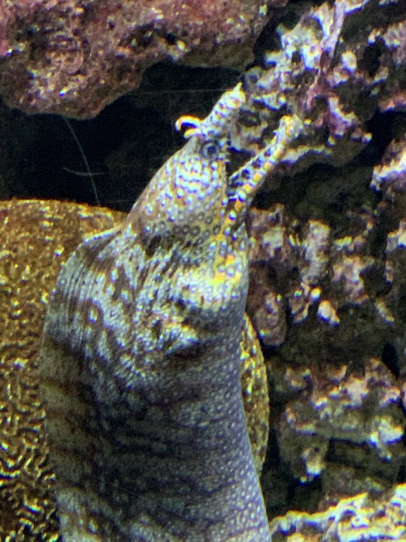 Dragon Moray (Enchelycore pardalis)