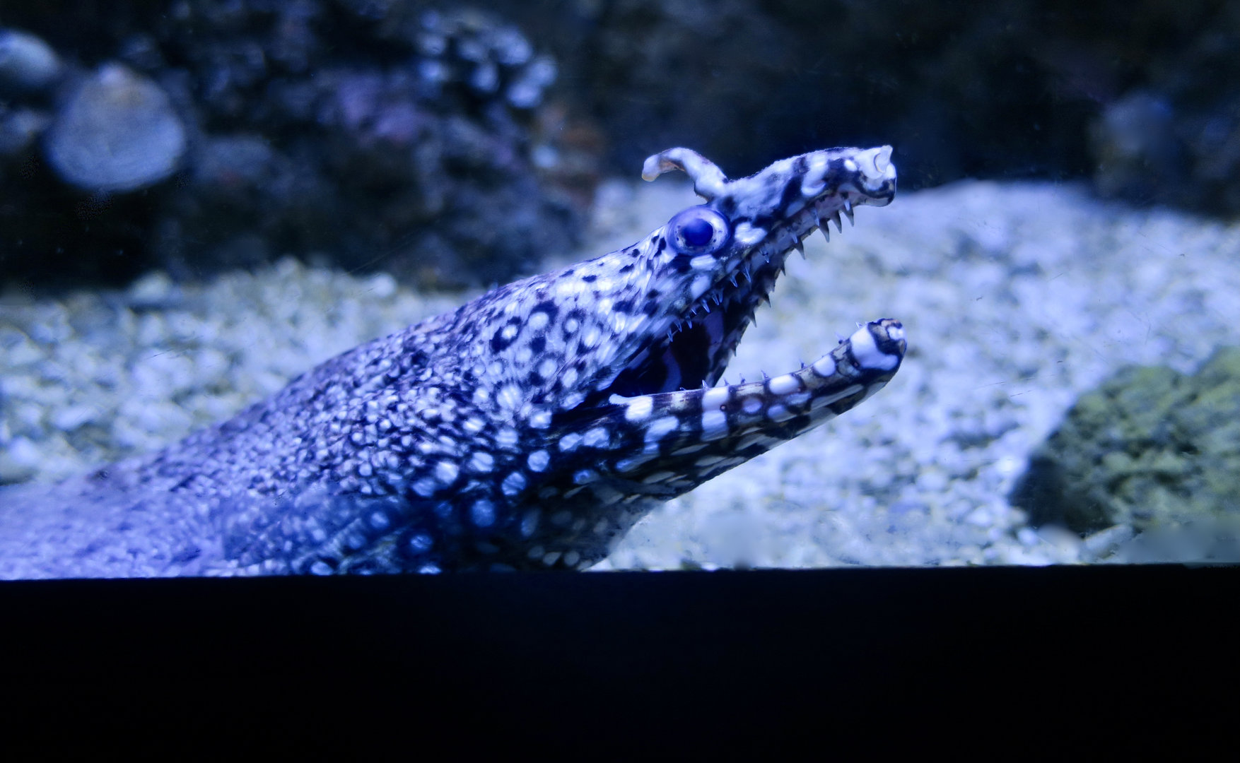 Dragon Moray (Enchelycore pardalis)