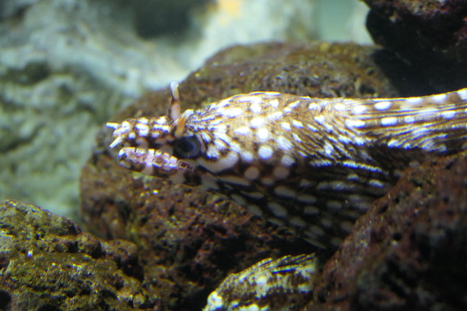 Dragon Moray (Enchelycore pardalis)