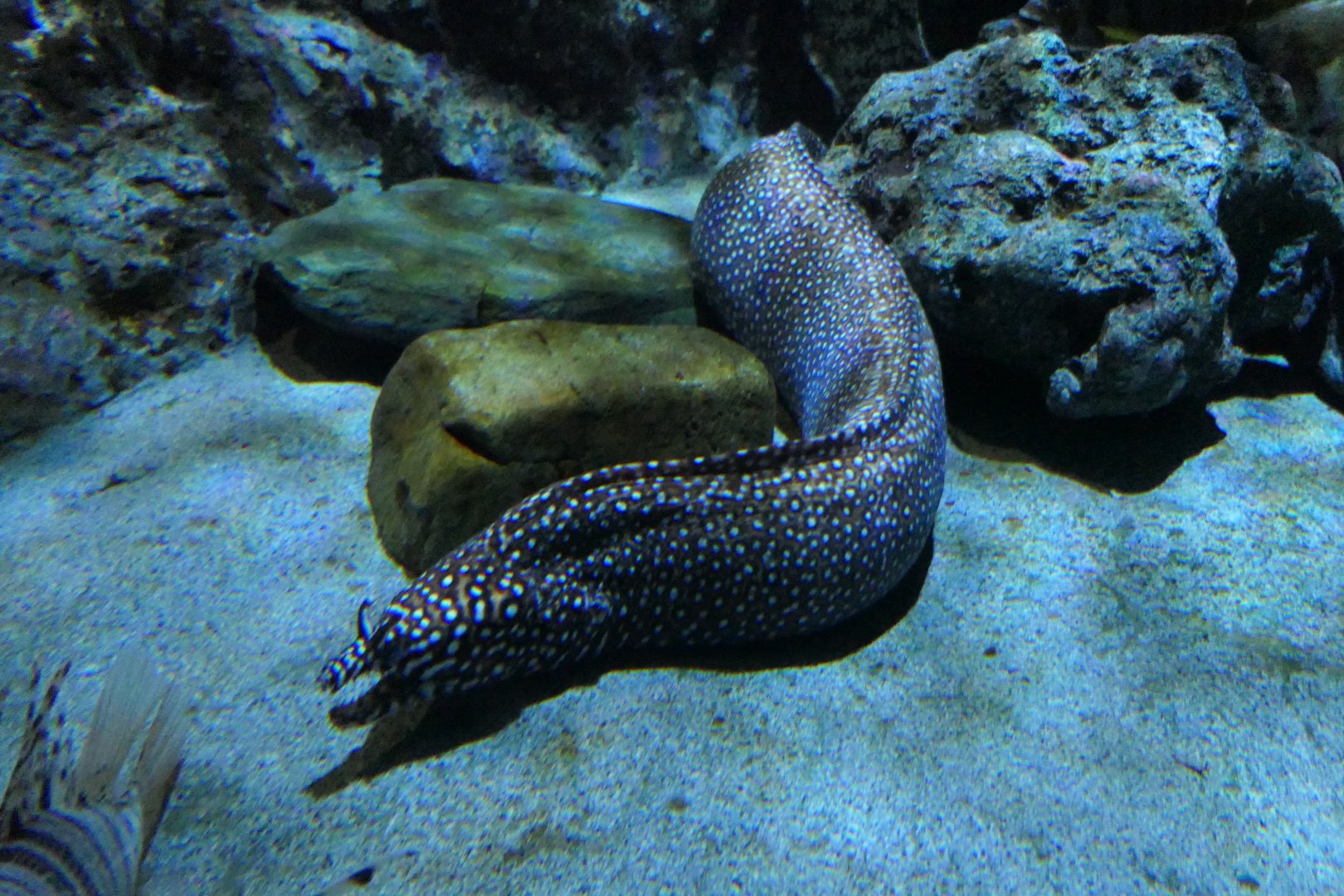 Dragon Moray (Enchelycore pardalis)