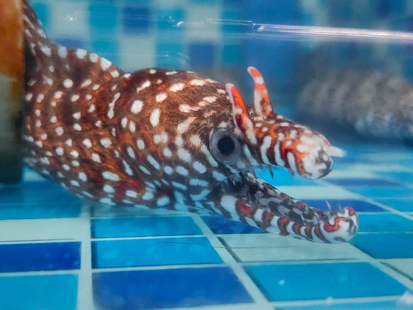 Dragon Moray (Enchelycore pardalis)
