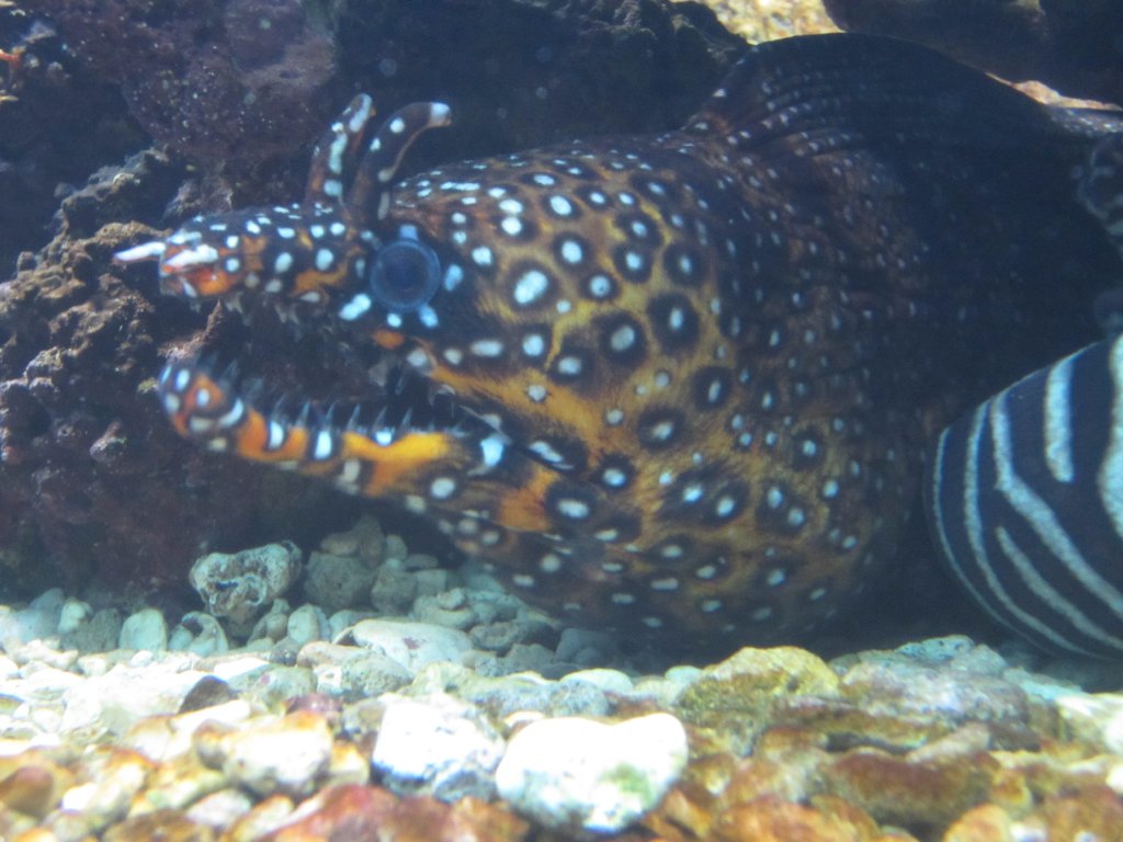 Dragon Moray