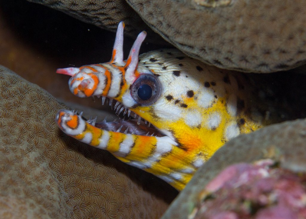 Dragon Moray