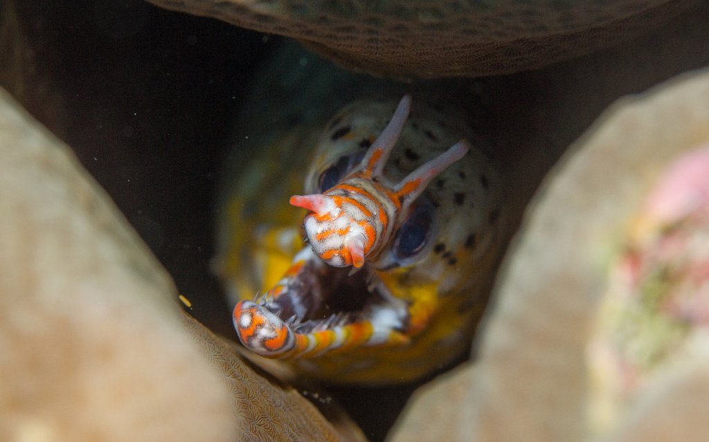 Dragon Moray