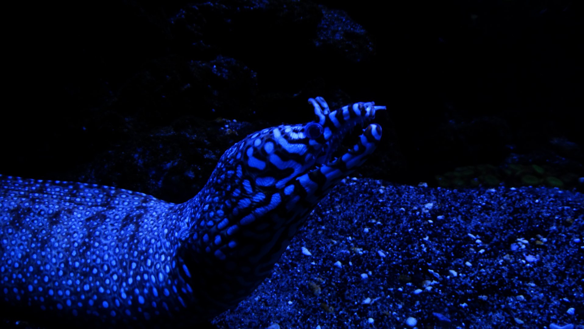 Dragon moray