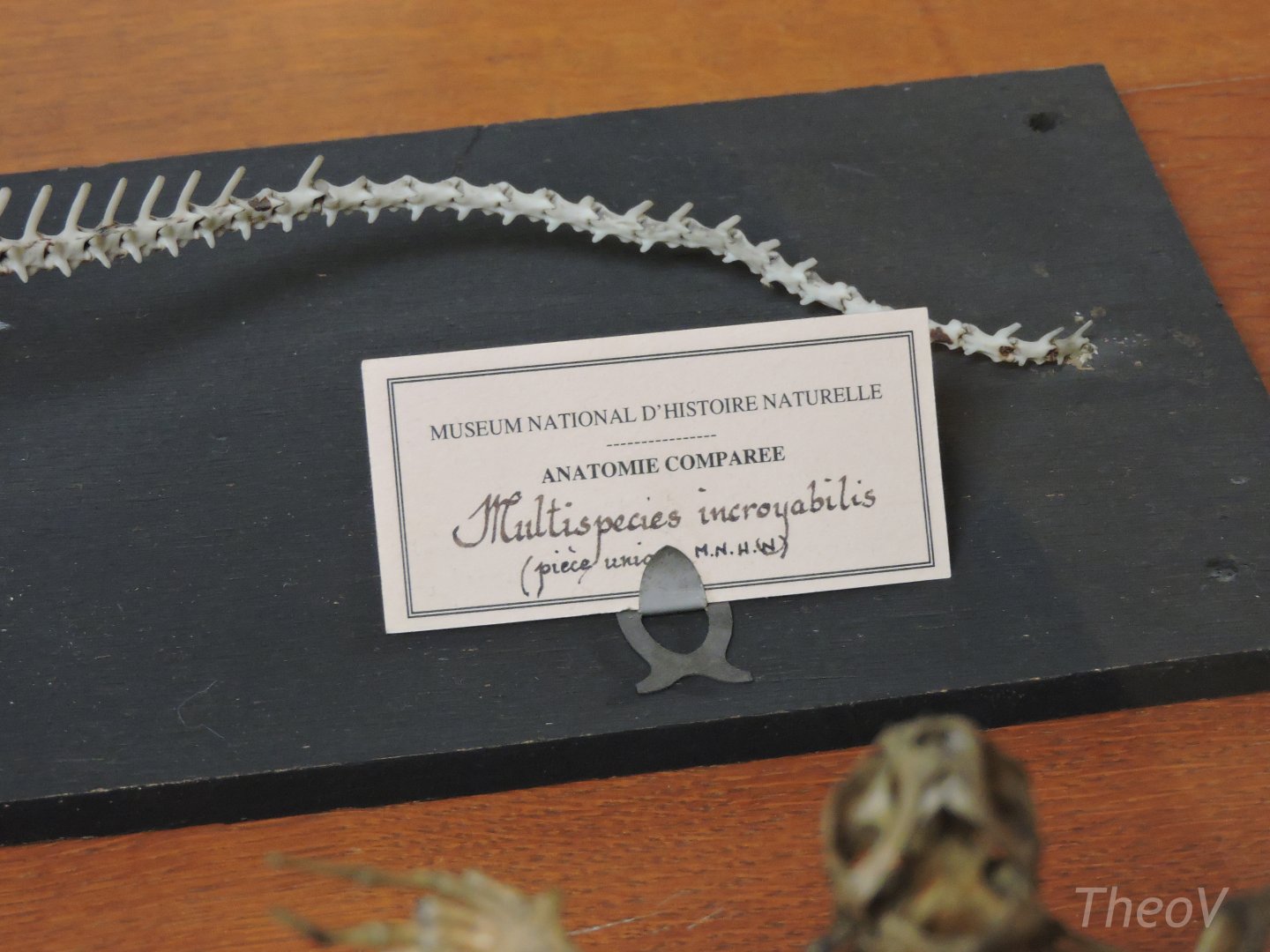 Dragon (Multispecies incroyabilis) [2015]