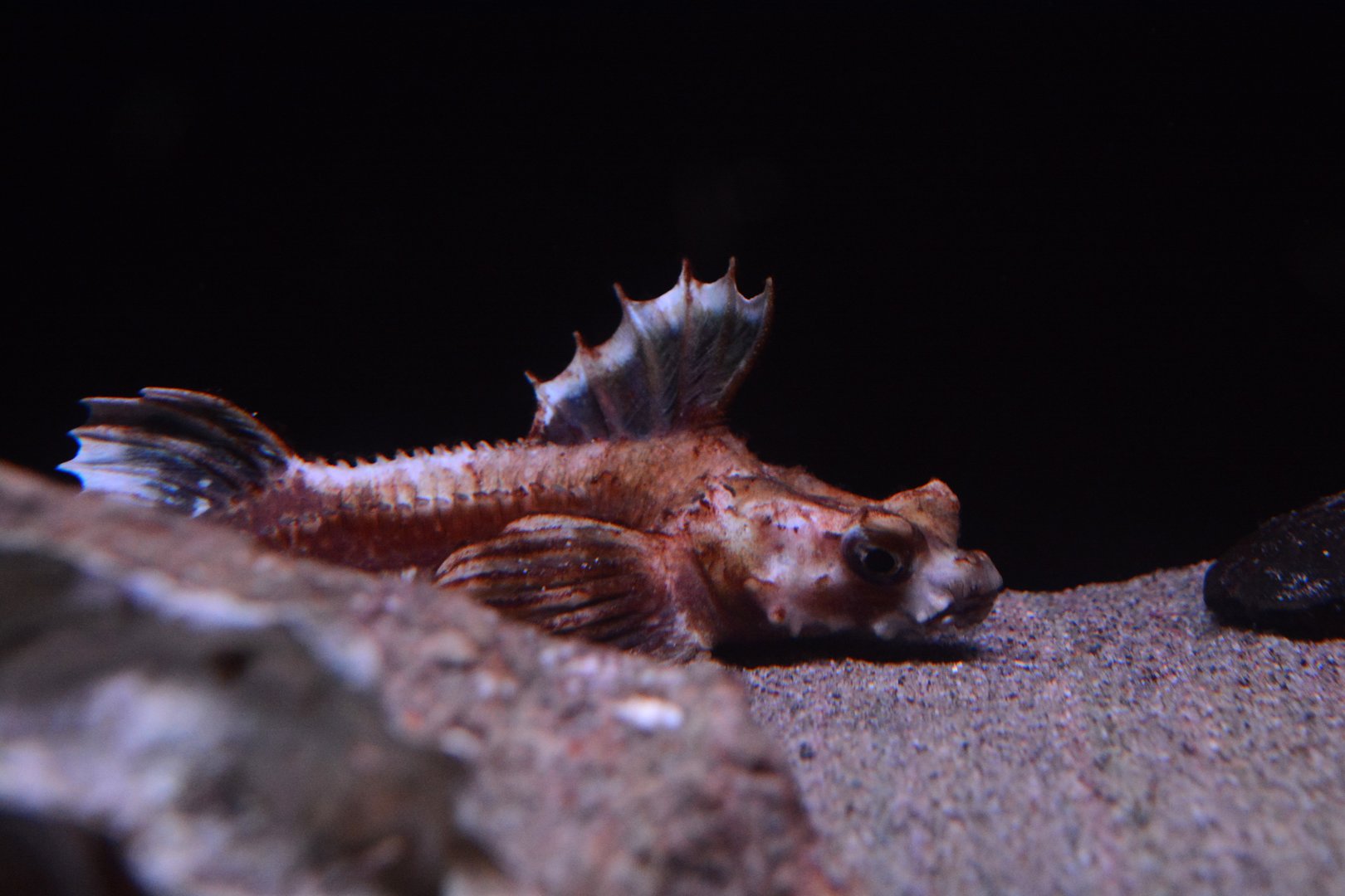 Dragon poacher (Percis japonica)