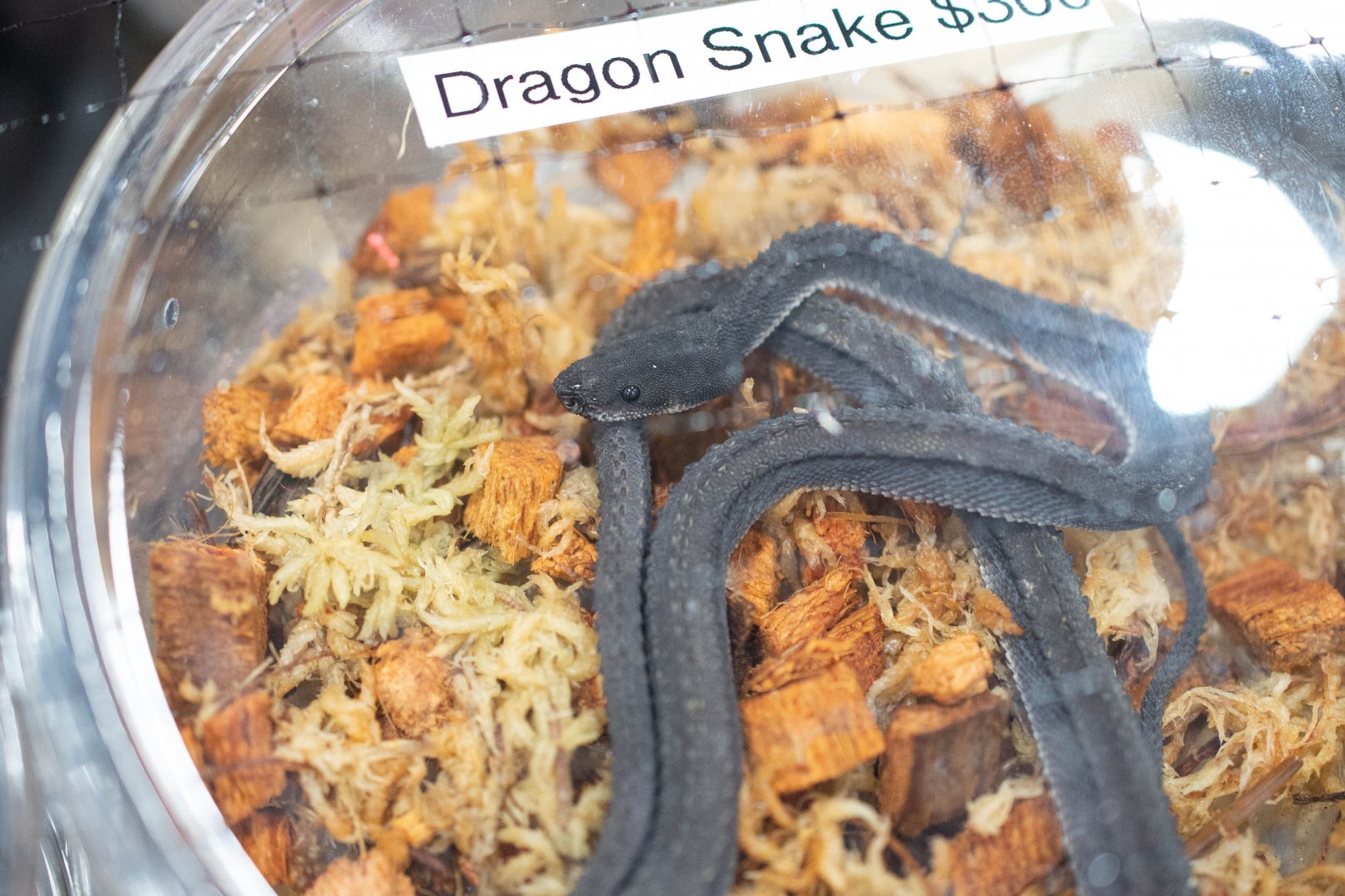 Dragon Snake!!!- Xenodermus javanicus